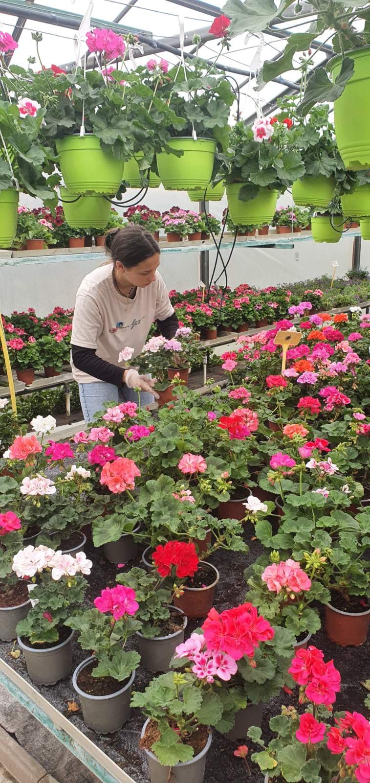 Învățământul DUAL meseria Floricultor